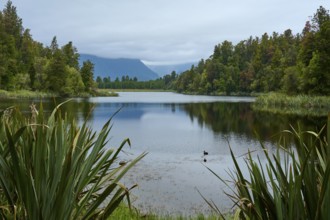 A calm lake surrounded by dense trees and mountains under a cloudy sky, summer, Lake Matheson, Fox
