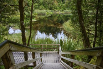 A wooden staircase leads to a tranquil lake surrounded by dense forest vegetation, summer, Lake