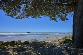 View from the beach to the sea under a tree with blue sky, Fox River, West Coast, South Island, New