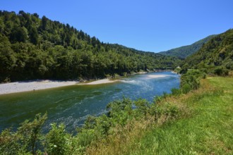 River course surrounded by dense vegetation and green forests in bright daylight, Kilkenny Lookout,