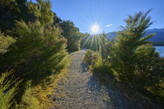 A narrow gravel path through a forest with sunbeams falling through the trees onto the path, near a