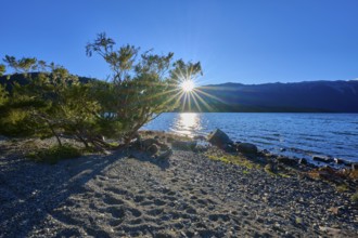 Sunlight shines through a tree on the shore of a lake, the calm water reflects the mountains,