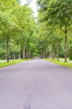 Long avenue flanked by trees and surrounded by greenery, creates a calm and symmetrical atmosphere,