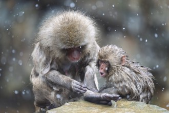 Japanese macaques (Macaca fuscata), wet, bathing, in winter, snowfall, Jigokudani Snow Monkey Park,