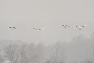 Manchurian cranes (Grus japonensis), in flight, Tsurui, Akan district, Hokkaido, Japan