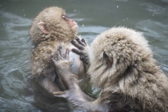 Japanese macaques (Macaca fuscata), lounging, wet, bathing, in winter, Jigokudani Snow Monkey Park,