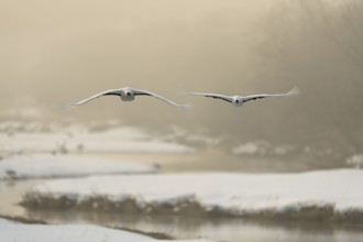 Manchurian cranes (Grus japonensis), in flight, winter, snow, river, Tsurui, Akan district,