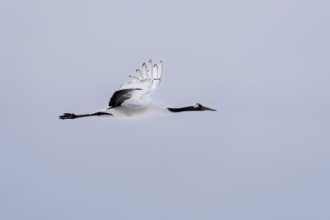 Manchurian crane (Grus japonensis), in flight, Tsurui, Akan district, Hokkaido, Japan