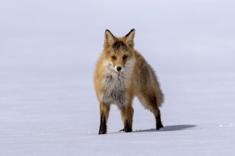 Ezo red fox (Vulpes vulpes schrencki), in the snow, Tsurui, Akan district, Hokkaido, Japan