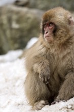 Japanese macaque (Macaca fuscata), in winter, sitting in the snow, Jigokudani Snow Monkey Park,
