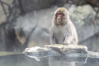 Japanese macaque (Macaca fuscata), in winter, Jigokudani Snow Monkey Park, Yamanouchi, Shimotakai,
