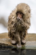 Japanese macaque (Macaca fuscata), wet, bathing, in winter, Jigokudani Snow Monkey Park,