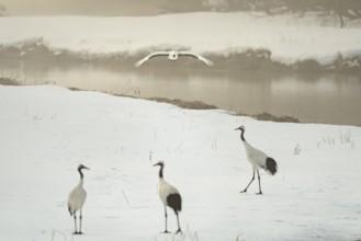Manchurian crane (Grus japonensis), in flight, winter, snow, river, Tsurui, Akan district,