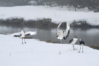 Manchurian cranes (Grus japonensis), mating, winter, snow, river, Tsurui, Akan district, Hokkaido,