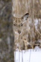 Hokkaido sika deer (Cervus nippon yesoensis), in the forest, in the snow, Tsurui, Akan district,