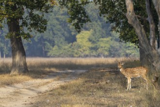 Axis deer (Axis axis), male, standing by the roadside, Bandhavgarh National Park, Bahannara,