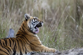 Royal Bengal tiger (Panthera tigris tigris), lying, grooming, Bandhavgarh National Park, Bahannara,