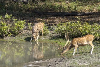 Axis deer (Axis axis), male, drinking from a pond, Bandhavgarh National Park, Tala, Manpur, Madhya