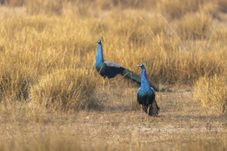 Indian peafowl (Pavo scalloped ribbonfish), male, in grassland, Bandhavgarh National Park, Mahaman,