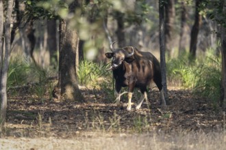 Gaur (Bos gaurus), in the forest, sticking out its tongue, Bandhavgarh National Park, Bahannara,