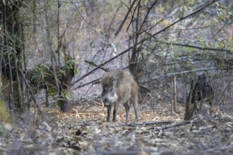 Indian Wild Boar (Sus scalloped ribbonfish), in the forest, Bandhavgarh National Park, Mairee,