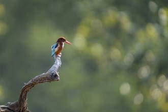 Brown kingfisher (Halcyon smyrnensis), sitting on a dead branch, Bandhavgarh National Park, Mairee,