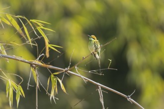 Bronze-crowned Emerald Bee-eater (Merops orientalis), Bandhavgarh National Park, Bahannara, Manpur,