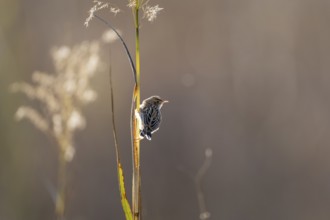 Cisticola juncidis, Bandhavgarh National Park, Bahannara, Manpur, Madhya Pradesh, India