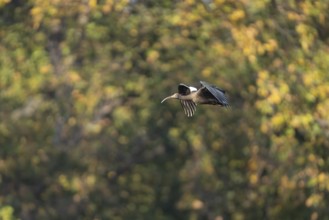 Warthog ibis (Pseudibis npapillosa), in flight, Bandhavgarh National Park, Mairee, Manpur, Madhya