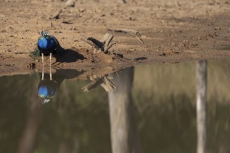 Indian peafowl (Pavo scalloped ribbonfish), male, reflected in the water, Bandhavgarh National