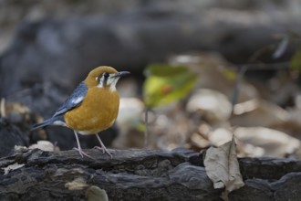 Dama thrush (Geokichla citrina), Bandhavgarh National Park, Bahannara, Manpur, Madhya Pradesh,
