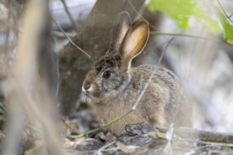 Indian hare (Lepus nigricollis), Bandhavgarh National Park, Bahannara, Manpur, Madhya Pradesh,