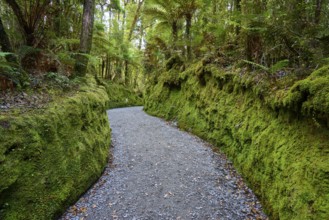 A narrow path in the middle of a dense, mossy forest full of living vegetation, summer, Lake