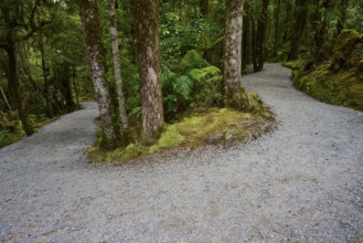 A fork in the forest, surrounded by tall, mossy trees and lush greenery, summer, Lake Matheson, Fox