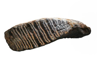 Fossilised lower molar of woolly mammoth (Mammuthus primigenius), close-up against white background