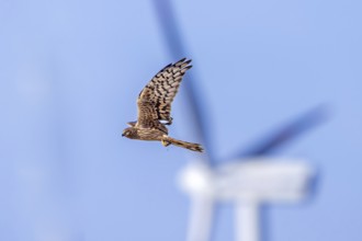Montagu's harrier (Circus pygargus) migrating female flying past turning blades of windmill, wind