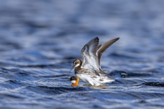 Red-necked phalarope, northern phalarope (Phalaropus lobatus) male and female couple in breeding
