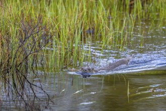 Eurasian otter, European river otter (Lutra lutra) swimming in brook, stream in spring