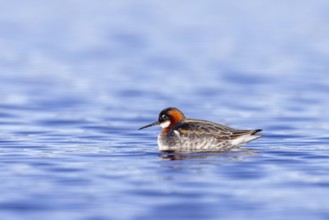 Red-necked phalarope, northern phalarope (Phalaropus lobatus) adult female in breeding plumage