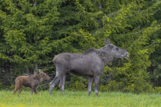 Moose, elk (Alces alces) cow with single calf foraging in meadow at edge of forest in spring,