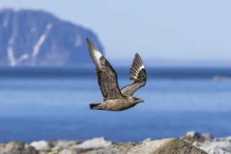 Great skua (Stercorarius skua) flying along the Svalbard coast in summer, Spitsbergen, Norway