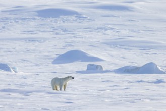 Lone polar bear (Ursus maritimus) hunting on snow plain along the Svalbard coast in spring,