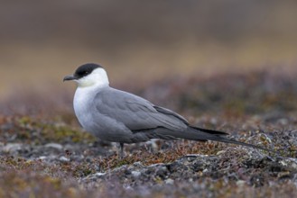 Long-tailed skua, long-tailed jaeger (Stercorarius longicaudus) adult in summer plumage, breeding