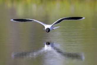 Hunting little gull (Hydrocoloeus minutus, Larus minutus) adult in summer plumage in flight picking