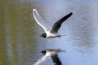 Little gull (Hydrocoloeus minutus, Larus minutus) adult in breeding plumage, summer plumage flying