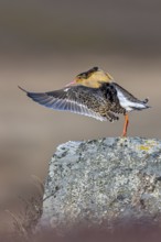 Ruff (Calidris pugnax) territorial male in breeding plumage displaying by flapping wings during