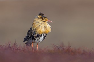Ruff (Calidris pugnax) territorial male in breeding plumage at lek in spring, Scandinavia