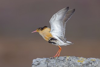 Ruff (Calidris pugnax) territorial male in breeding plumage displaying by flapping wings during