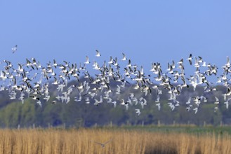 Huge flock of little gulls (Hydrocoloeus minutus) in breeding plumage flying over pond in wetland