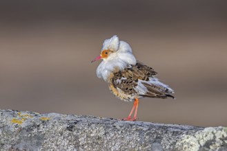 Ruff (Calidris pugnax) satellite male with white ruff in breeding plumage at lek in spring,